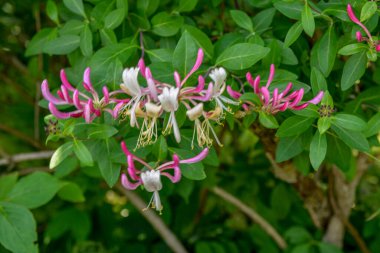 Çiçek tomurcuklarıyla keçi yaprağı hanımeli (Lonicera caprifolium), yakın plan. Çiçekler çiçek açmış. .