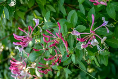 Çiçek tomurcuklarıyla keçi yaprağı hanımeli (Lonicera caprifolium), yakın plan. Çiçekler çiçek açmış. .