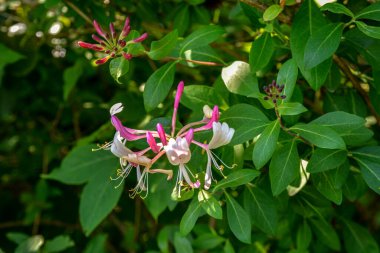Çiçek tomurcuklarıyla keçi yaprağı hanımeli (Lonicera caprifolium), yakın plan. Çiçekler çiçek açmış. .