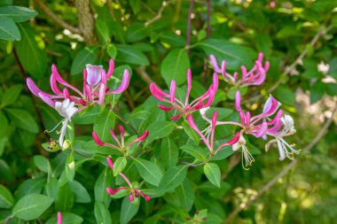 Çiçek tomurcuklarıyla keçi yaprağı hanımeli (Lonicera caprifolium), yakın plan. Çiçekler çiçek açmış. .