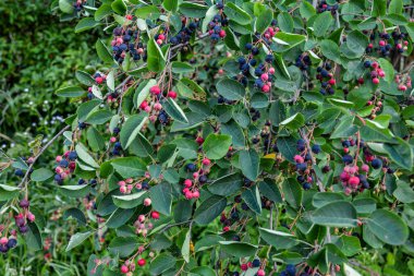 Shadbush servviceberry 'nin mor meyveleri. Amelanchier lamarckii 'den Berry' nin yakın çekimi, aynı zamanda Juneberry, Serviceberry veya Shadbush olarak da bilinir, baharda çiçek açar.