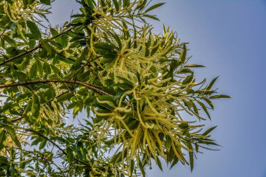 Tatlı kestane çiçekleri. Castanea sativa, kedigiller (Felidae) familyasından bir bitki türü..