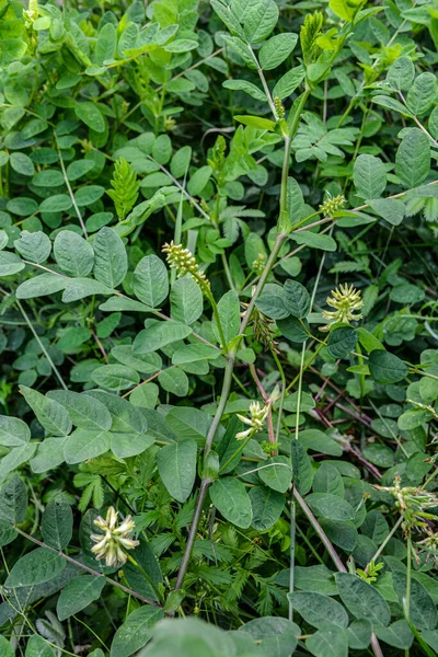 Astragalus Cicer Nebo Cizrna Milkvetch Zelené Rostlinné Pozadí — Stock fotografie