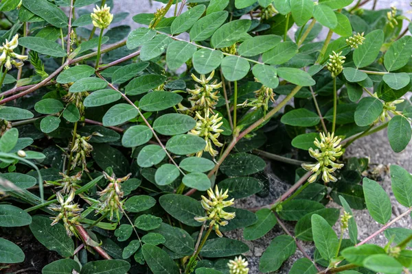 Astragalus Cicer Chickpea Milkvetch Green Plant Background — Stock Photo, Image