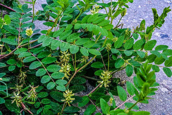 Astragalus Cicer Nebo Cizrna Milkvetch Zelené Rostlinné Pozadí — Stock fotografie