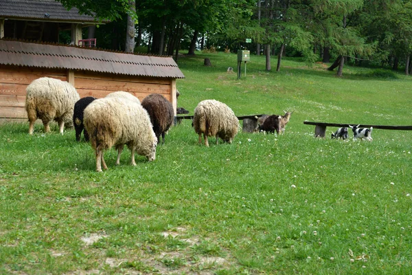 Groep Van Schapen Grazen Een Nederlandse Weide Zomer Domestic Schapen — Stockfoto