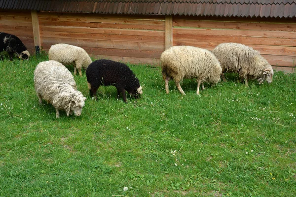Yaz Mevsiminde Hollanda Çayırında Koyun Otlatma Grubu Otlakta Yurtiçi Koyun — Stok fotoğraf