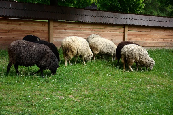 Group Of Sheep Grazing In A Dutch Meadow At Summertime .Domestic sheep on a pasture .