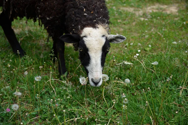 Группа Овец Пасущихся Голландском Лугу Летнее Время Бытовые Овцы Пастбище — стоковое фото
