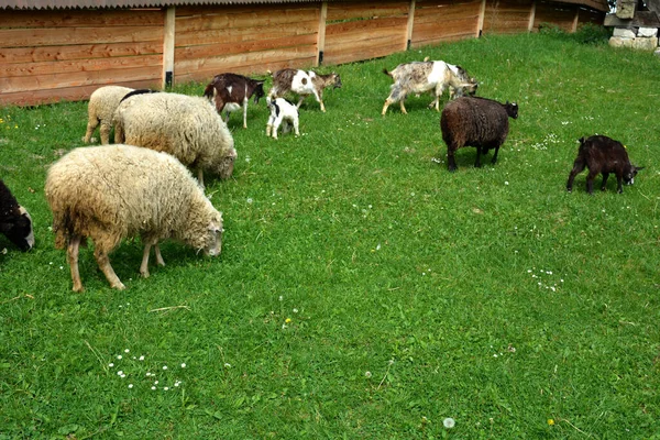 Group Sheep Grazing Dutch Meadow Summertime Domestic Sheep Pasture — Fotografia de Stock
