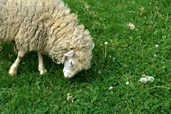Grupo Pastagem Ovelhas Prado Holandês Verão Ovelhas Domésticas Pasto — Fotografia de Stock