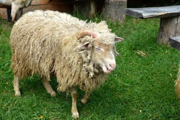 Yaz Mevsiminde Hollanda Çayırında Koyun Otlatma Grubu Otlakta Yurtiçi Koyun — Stok fotoğraf