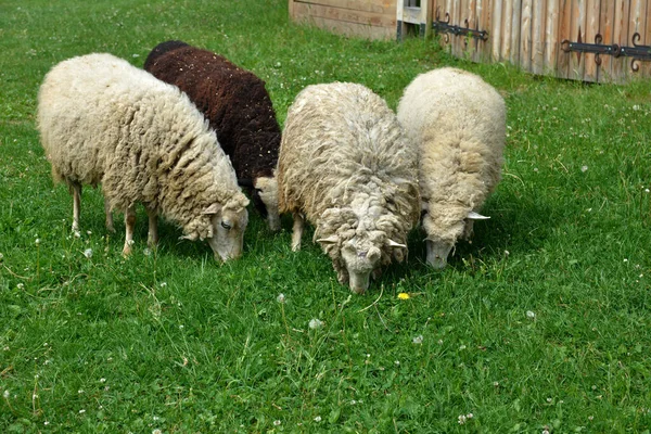 Пасовища Овець Голландській Луці Літо Домашні Вівці Пасовищі — стокове фото