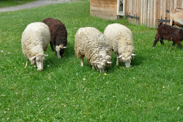 Group Of Sheep Grazing In A Dutch Meadow At Summertime .Domestic sheep on a pasture .