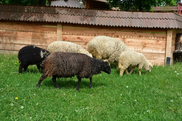 Group Of Sheep Grazing In A Dutch Meadow At Summertime .Domestic sheep on a pasture .