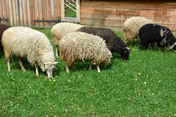 Group Of Sheep Grazing In A Dutch Meadow At Summertime .Domestic sheep on a pasture .