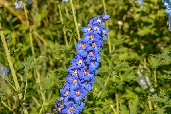 ดอกเดลฟ ยมบานสะพร หลาบท สวยงามบาน Larkspur ยนท ดอกไม บนพ นหล ดเจน — ภาพถ่ายสต็อก