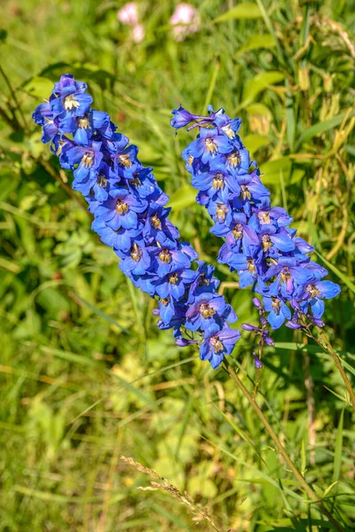 Цветущий Дельфиний Прекрасная Жаворонок Расцветает Свеча Larkspur Завод Цветами Размытом — стоковое фото