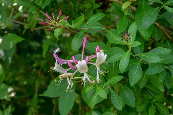 Çiçek tomurcuklarıyla keçi yaprağı hanımeli (Lonicera caprifolium), yakın plan. Çiçekler çiçek açmış. .