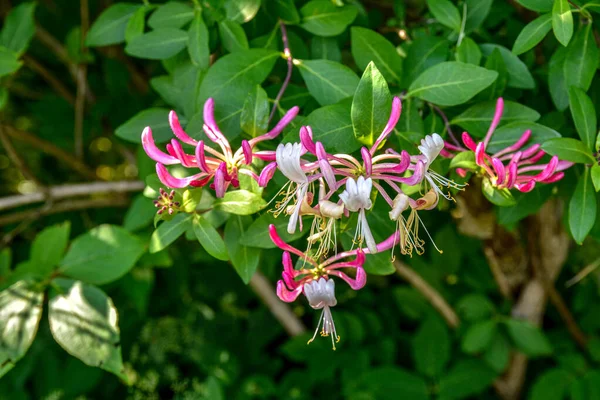 羊叶金银花 Lonicera Caprifolium — 图库照片