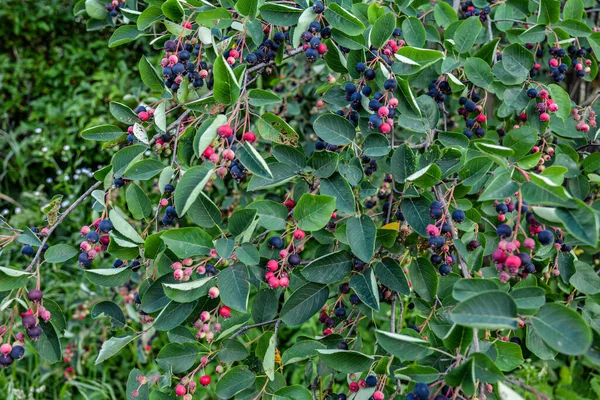 Frutti Viola Shadbush Serviceberry Primo Piano Berry Dall Amelanchier Lamarckii — Foto Stock