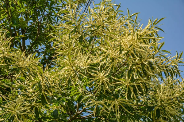 Blommor Kastanjer Castanea Sativa Art Blommande Som Tbara Frã Kallas — Stockfoto