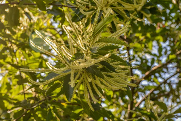 Цветы Сладких Каштанов Castanea Sativa Вид Флоксового Растения Съедобные Семена — стоковое фото