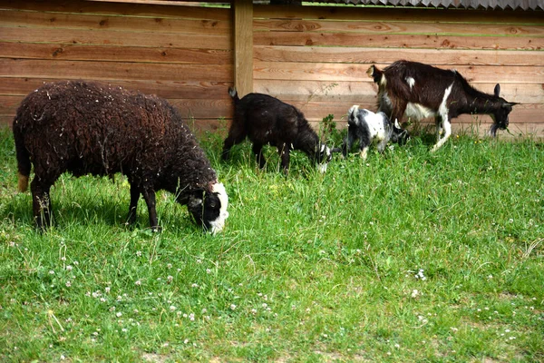 Rebaño Ovejas Cabras Pastando Los Pastizales Cima Colina Que Domina —  Fotos de Stock