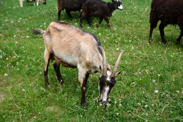 Kudde Schapen Geiten Die Grazen Graslanden Heuveltop Met Uitzicht Het — Stockfoto