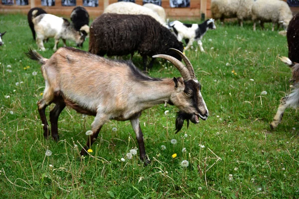 Rebaño Ovejas Cabras Pastando Los Pastizales Cima Colina Que Domina —  Fotos de Stock