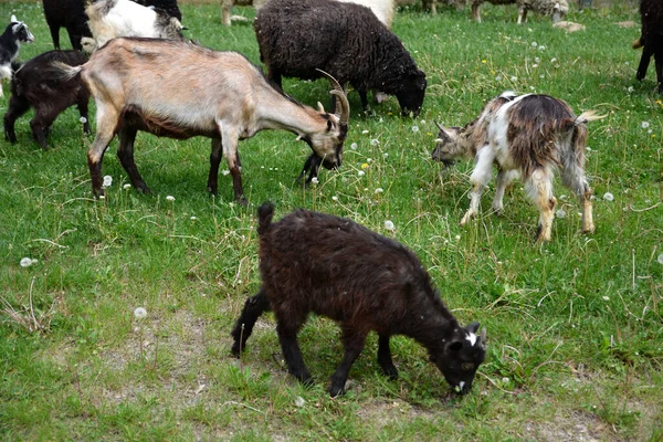 成群的羊和山羊在山顶的草地上吃草 俯瞰着德国林木繁茂的山水 — 图库照片