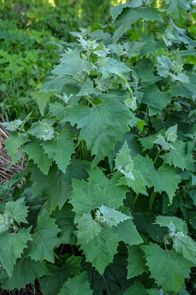 庭に食用植物のカラシ Atriplex Hortensis が成長します フランスのほうれん草 アマランス科としても知られている庭のカラシ トリプレックスホルテンシス のグループ — ストック写真