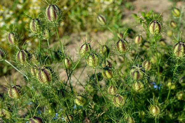 Közelkép Szerelem Köd Shorty Blue Gyümölcs Latin Név Nigella Shorty — Stock Fotó