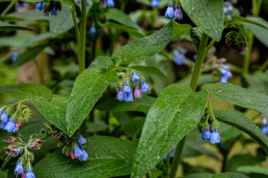 Symphytum Kafkasya 'nın güzel mavi çiçekleri, aynı zamanda Kafkasya papağanı olarak da bilinir, bahar parkında çiçek açar. Bahar bahçesinde yeşil yapraklar üzerinde güzel mavi çiçeklerle mavi papağan..