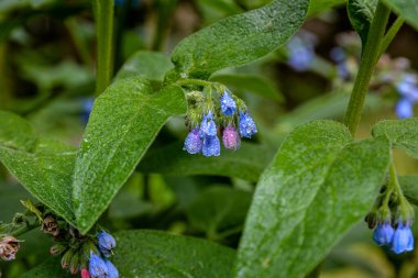 Symphytum Kafkasya 'nın güzel mavi çiçekleri, aynı zamanda Kafkasya papağanı olarak da bilinir, bahar parkında çiçek açar. Bahar bahçesinde yeşil yapraklar üzerinde güzel mavi çiçeklerle mavi papağan..