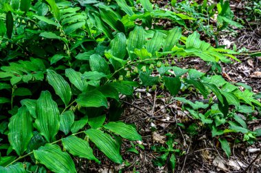 Süleyman 'ın Mührü' nün (Polygonatum odoratum) bahçesinde, Süleyman 'ın Mührü' nün (Solomon 'un Mührü) açması. Kemerlerde sallanan beyaz çiçekli bitkiler ve üzerinde kavis yapmış harika alternatif yapraklar.