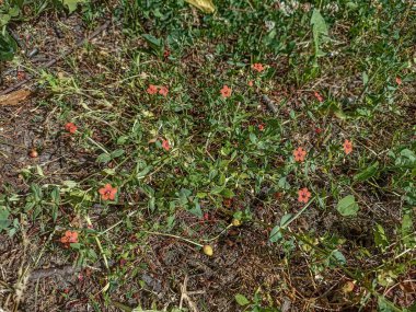 Kırmızı farekulağı, yaygın olarak mavi-kırmızı farekulağı, kırmızı farekulağı, kırmızı civciv, fakir barometre, zavallı adamın hava camı, çobanın hava camı ya da çoban saati olarak bilinir..