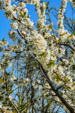 Botanik bahçesindeki kiraz çiçekli dalda oturan güvercin mavi gökyüzüne karşı kiraz çiçekleri.