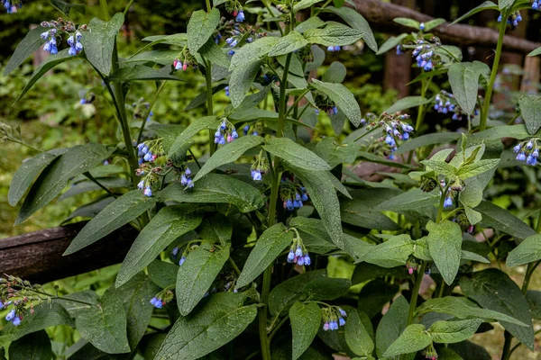 Krásné Modré Květy Symphytum Caucasicum Známé Také Jako Kavkazský Komfrey — Stock fotografie
