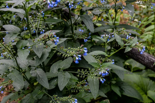 Голубые Цветки Symphytum Cauccum Известные Cauccyan Comfrey Цветущие Весеннем Парке — стоковое фото