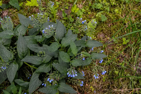 Hermosas Flores Azules Symphytum Caucasicum También Conocida Como Consuelda Caucásica — Foto de Stock