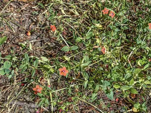 Scarlet Pimpernel Commonly Known Blue Scarlet Pimpernel Red Pimpernel Red — 스톡 사진