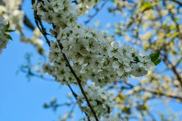Botanik Bahçesindeki Kiraz Çiçekli Dalda Oturan Güvercin Mavi Gökyüzüne Karşı — Stok fotoğraf