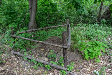 Ladin ormanında büyük bir karınca yuvası. Orman koruma alanı. Taze ormanda yürüyor..