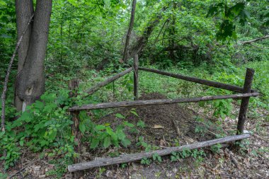 Ladin ormanında büyük bir karınca yuvası. Orman koruma alanı. Taze ormanda yürüyor..