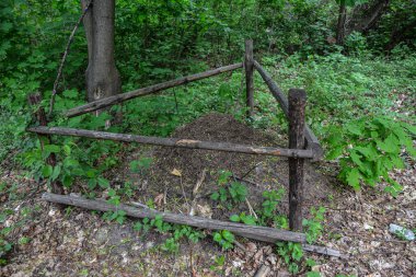 Ladin ormanında büyük bir karınca yuvası. Orman koruma alanı. Taze ormanda yürüyor..
