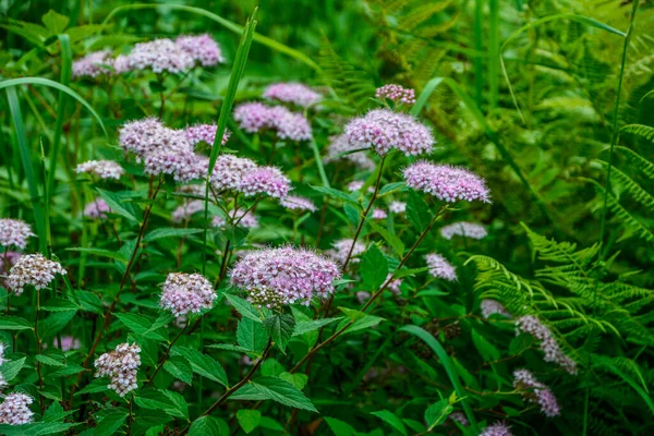 Fiore Spiraea Crispa Spiraea Japonica Uno Sfondo Foglie Verdi Fiore — Foto Stock