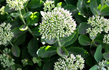 İlkbaharın başlarında sadece yeşil yapraklarla orpine (Sedum telephium) yetişir. Güzel yeşil bitkiler. Doğa arkaplanı.