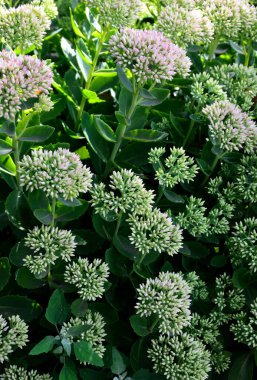İlkbaharın başlarında sadece yeşil yapraklarla orpine (Sedum telephium) yetişir. Güzel yeşil bitkiler. Doğa arkaplanı.