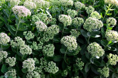 İlkbaharın başlarında sadece yeşil yapraklarla orpine (Sedum telephium) yetişir. Güzel yeşil bitkiler. Doğa arkaplanı.